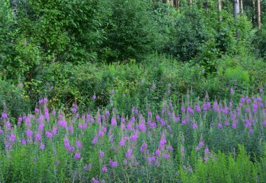 Manzara orman zemin dikdörtgen gökyüzünün karşı