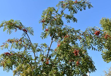 Arka plan açık mavi gökyüzü ve rowan ağacı.