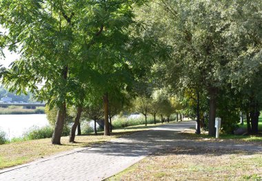 Uzun boylu, güçlü ağaçlar sokak.