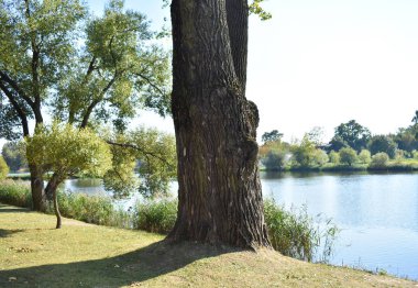 Parktaki gölün kıyısında manzara.
