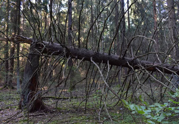 Сломанное Дерево Сухими Ветвями Лесу — стоковое фото