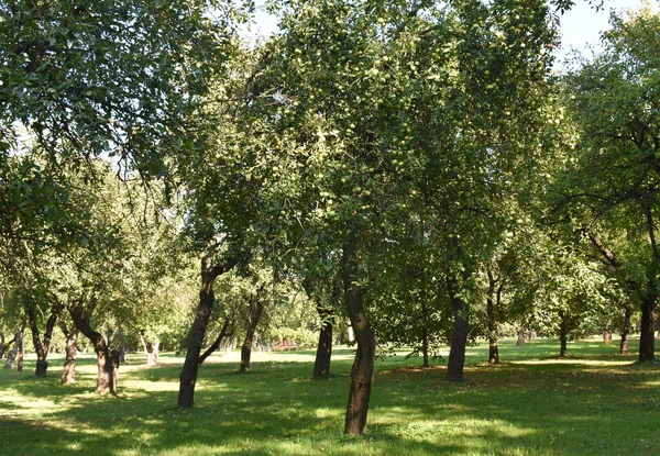 Деревья Саду Покрыты Яблоками — стоковое фото
