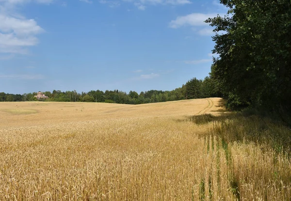 Ein Weizenfeld Neben Dem Busch — Stockfoto