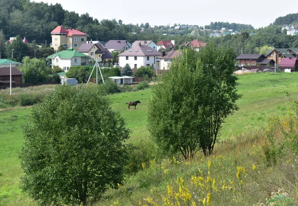 Landschaftspferd Auf Einer Wiese Der Nähe Des Dorfes — Stockfoto
