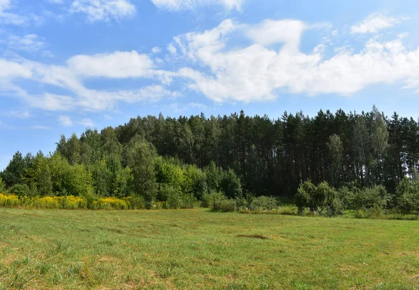 Background nature, forest, meadow grasses