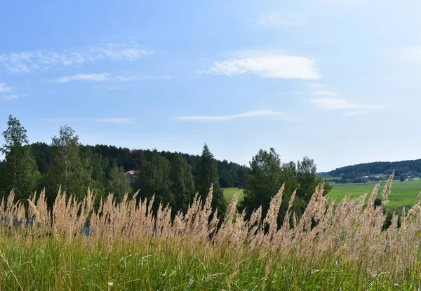 Landschaftsgras Mit Stacheln Zwischen Wiesen Und Wäldern — Stockfoto