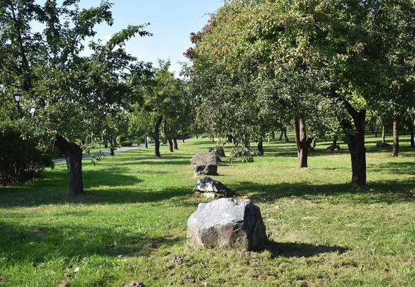 Landschap Van Bomen Stenen Het Park — Stockfoto