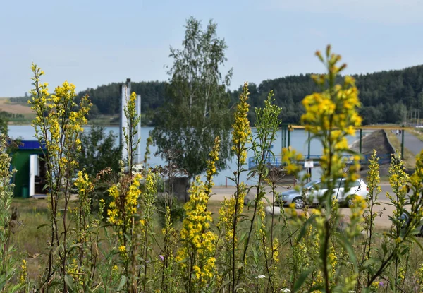 Hintergrund Der Wiese Gelbe Blumen Auf Dem Hintergrund Von Autos — Stockfoto