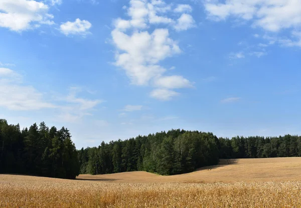 Landschaft Feld Auf Einem Hintergrund Von Wald Und Himmel — Stockfoto
