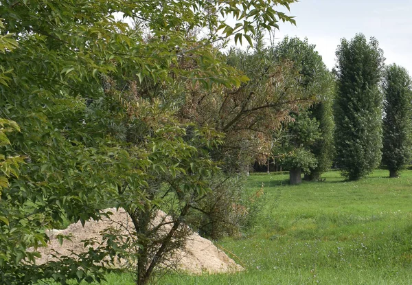 Hintergrund Bäume Sand Auf Einer Wiese — Stockfoto