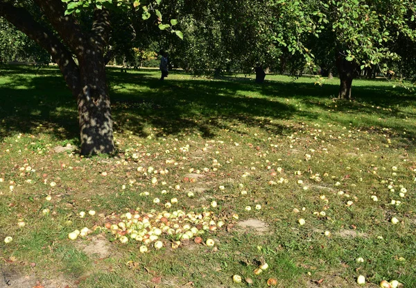 Rotten apples lying on the ground.
