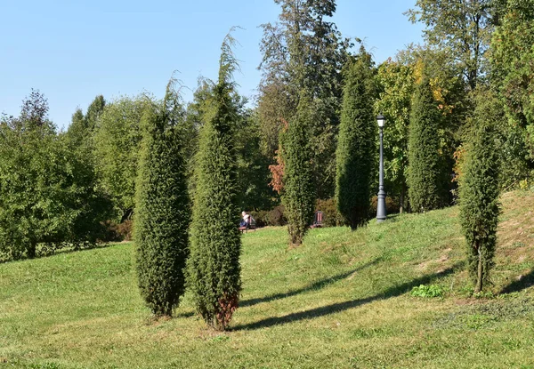 Groene Piek Thuja Het Gazon — Stockfoto