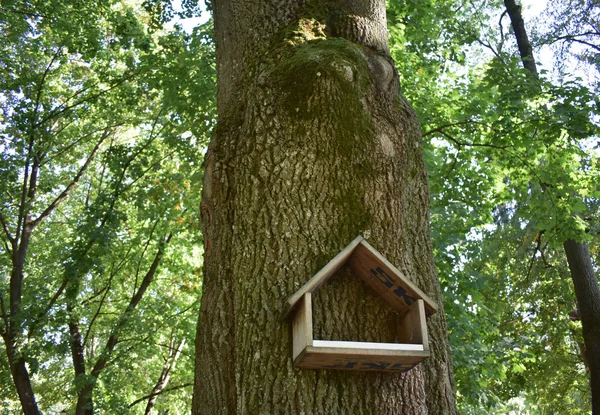 Дом Птиц Высоком Старом Дереве Парке — стоковое фото