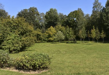 Manzara, panorama. Ağaçlar bileşimi.