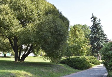 Yaz manzara. Parkta yeşil ağaçlar.