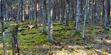 Arka plan manzara. Orman çalılık.
