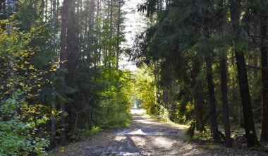 Manzara orman. Yol boyunda çam ağaçları arasında yağmur sonra.