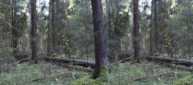 Doğal arka plan. Orman çalılık.