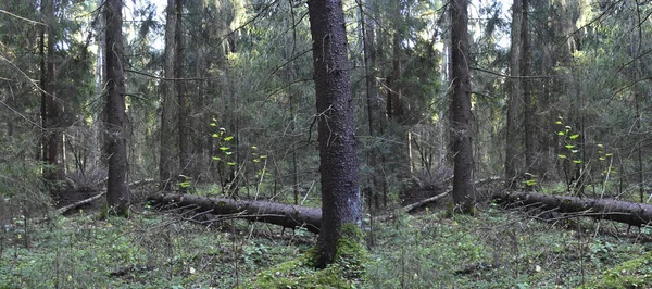 Natuurlijke Achtergrond Forest Grammomys — Stockfoto