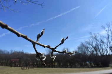 Tomurcukları ile ağaç Sprig.