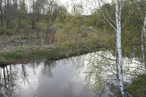 Brzoza na brzegu rzeki. — Zdjęcie stockowe