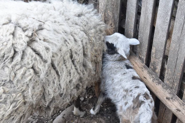 Little lamb. — Stock Photo, Image