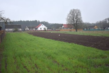 Sahada yeşil çimenler.