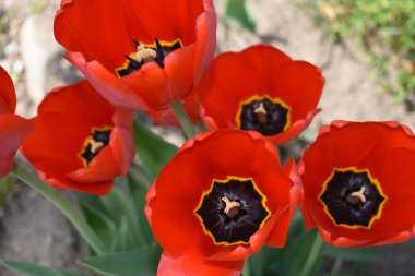 kırmızı lale portre.