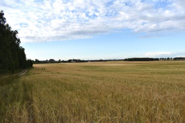 Gökyüzünün arkaplanındaki alan.