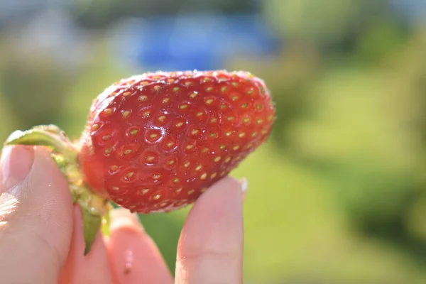 Fresas jugosas macro . — Foto de Stock