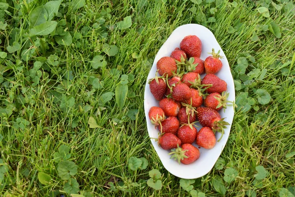 Strawberries on grass. — Stock Photo, Image