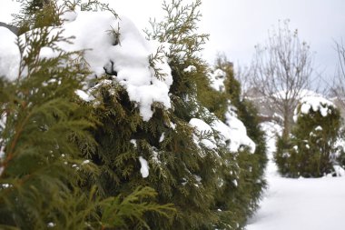 Karda yeşil ağaçlar.