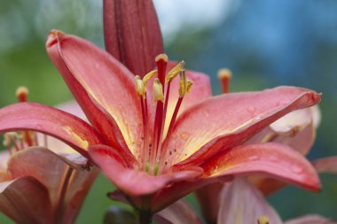 Lily çiçek bahçesinde. Duvar kağıtları çiçek lily