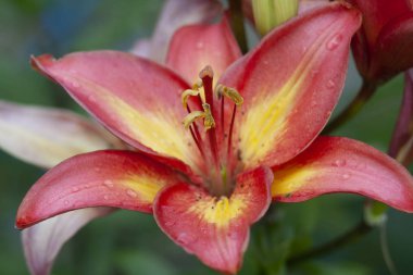 Lily çiçek bahçesinde. Duvar kağıtları çiçek lily