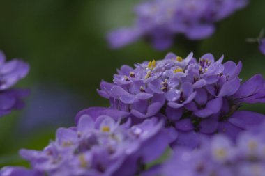 Birkaç küçük çiçek kümeleri tarafından kurulmuş güzel bir yuvarlak şekilli çiçek mor ortanca doğaldır.