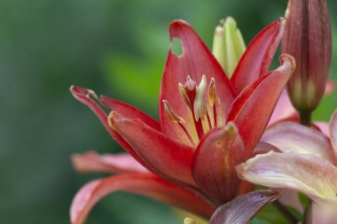  Lily çiçek bahçesinde. Duvar kağıtları çiçek lily