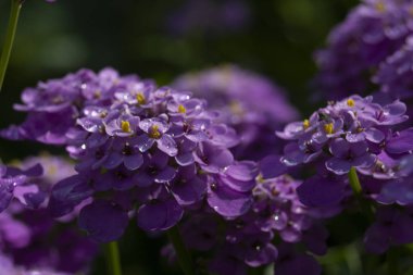 Ortanca, ıslak gün, bitki, çiçek, yeşil Etiketler içerir bu fotoğraf. 