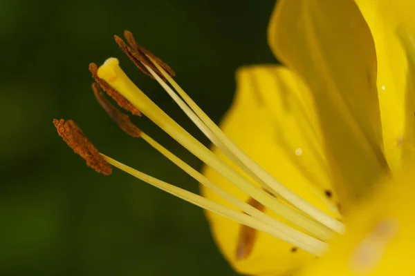 Gambar Bunga Bakung Pada Kartu Pos — Stok Foto
