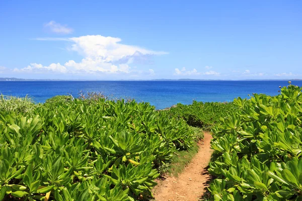 Summer Sky Green Okinawa Subtropical Plants — Stock Photo, Image