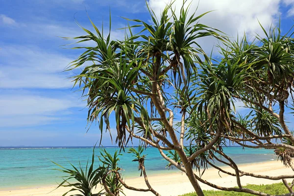 Zomer Het Strand — Stockfoto