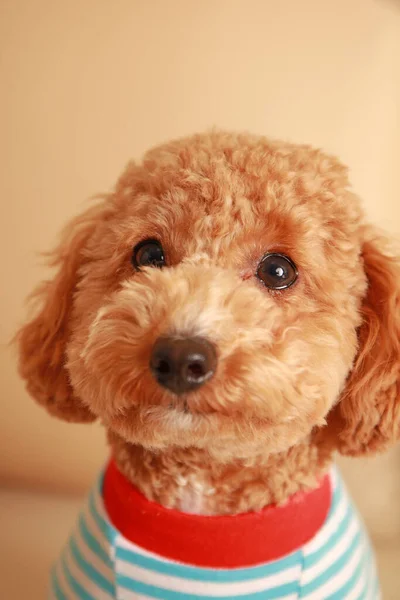 Erg Schattig Hondje Kamer — Stockfoto