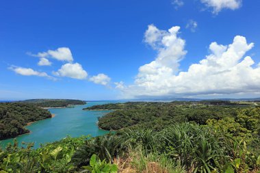 Yaz gökyüzü ve Okinawa astropikal bitkilerinin yeşili