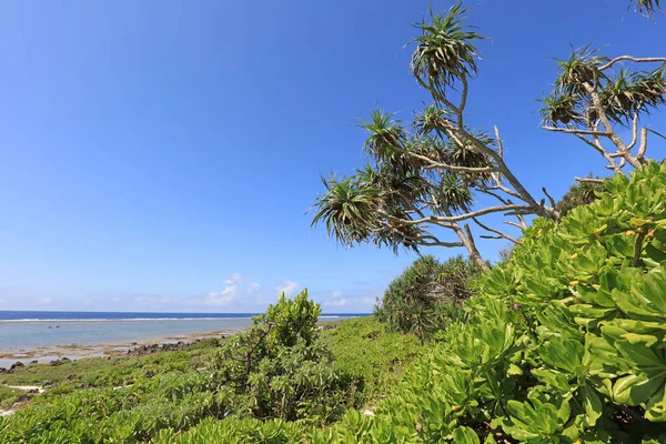 Summer Sky Green Okinawa Subtropical Plants — Stock Photo, Image
