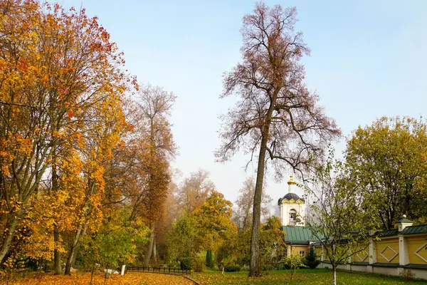 Jesienny Krajobraz Drzewa Żółtych Liści Ziemia Pokryta Opadłych Liści Jesień — Zdjęcie stockowe