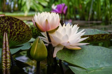 Parkta güzel çiçekler. Nilüfer gölet