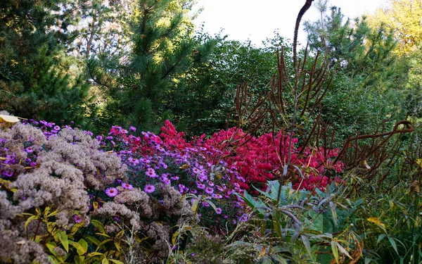 花の草原 公園の美しい花 — ストック写真