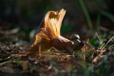 Çimen manzaralı mantar mantarı
