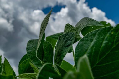 Soya fasulyesi plantasyonu yakın görüş bırakır