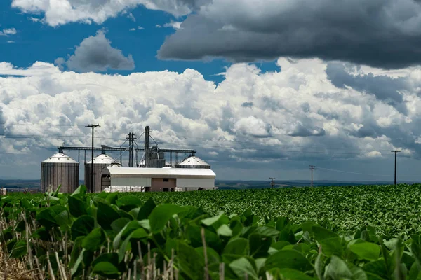 Amazing Agricultural Landscape Soy Bean Plantation Dramatic Sky Tibagi Parana — Stock Photo, Image