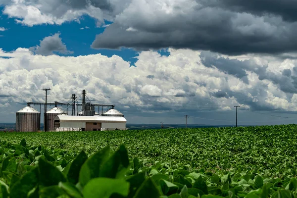 Amazing agricultural landscape of soy bean plantation with a dramatic sky at Tibagi - Parana - Brazil. Green ripening soybean field